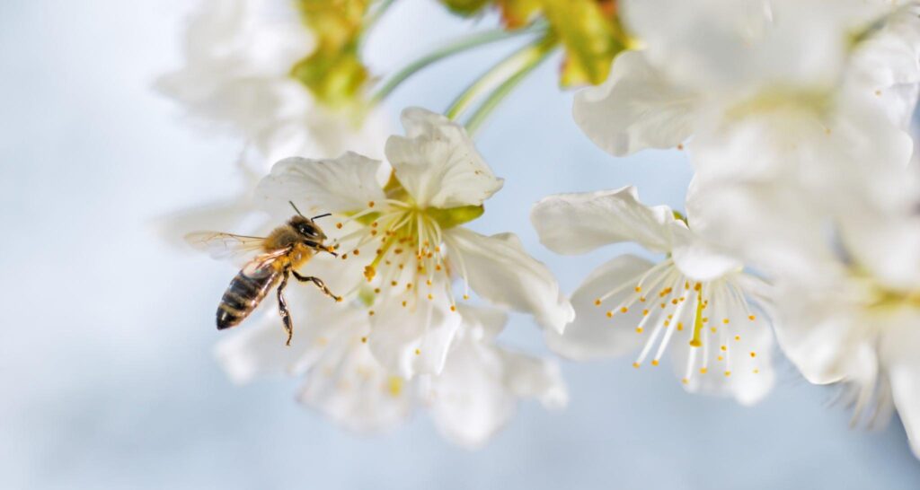 Honey bee busy pollinating cherry blossoms 