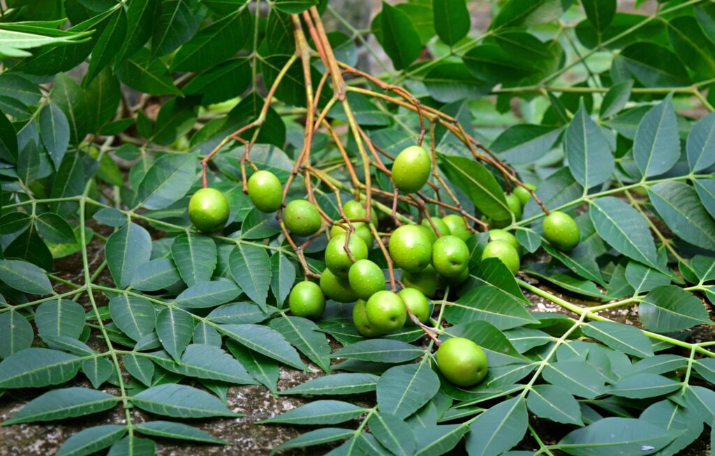 Neem fruit resting on leaves from the Neem tree. Press the seeds to get neem oil and azadirachtin!