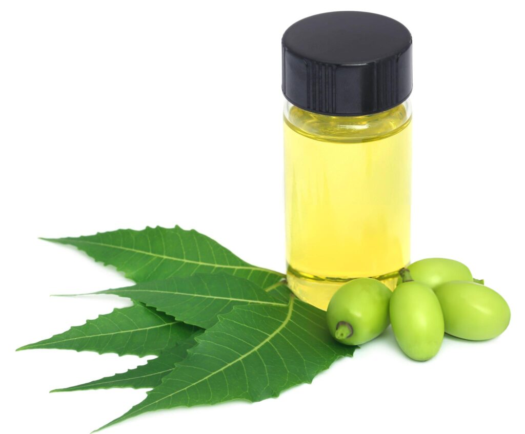 little vial of pure neem oil on neem leaves and neem fruit