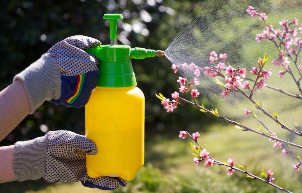 Spray azadiractin directly on the plants starting with new growth to keep pest colonies from forming