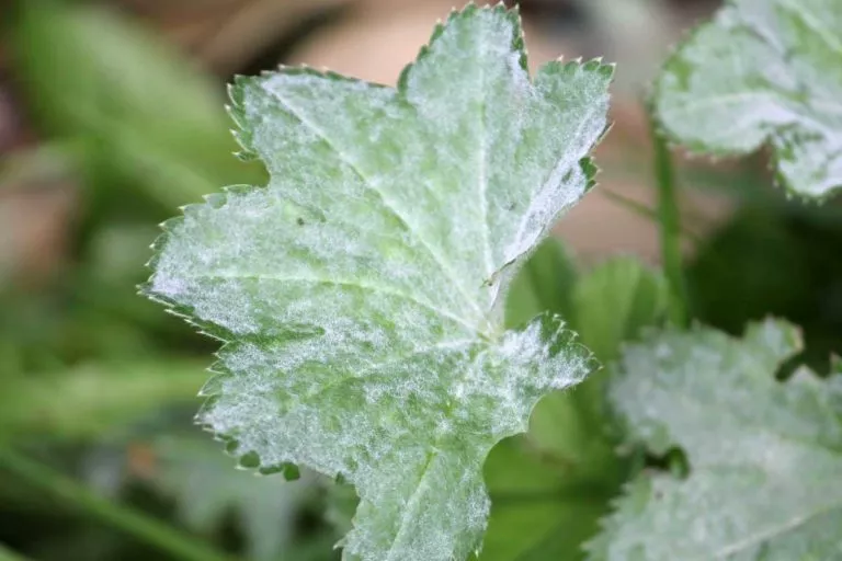 powdery mildew on leaf