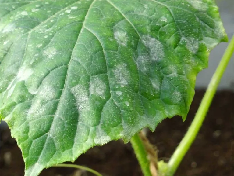 how to treat powdery mildew