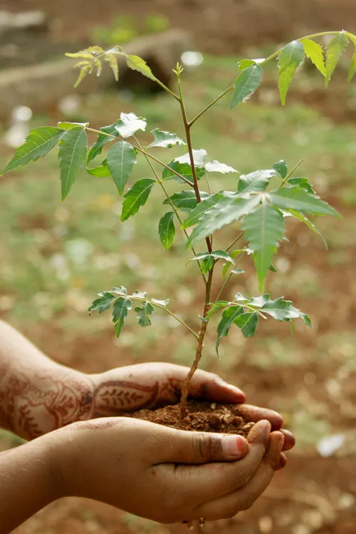 Neem branch in soil held by hands