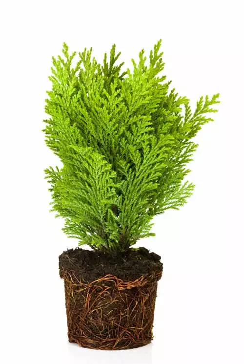 Root Bound Plant from a Standard Pot