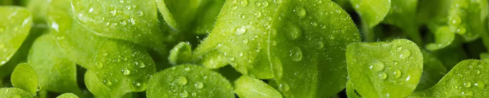 greens-with-dew