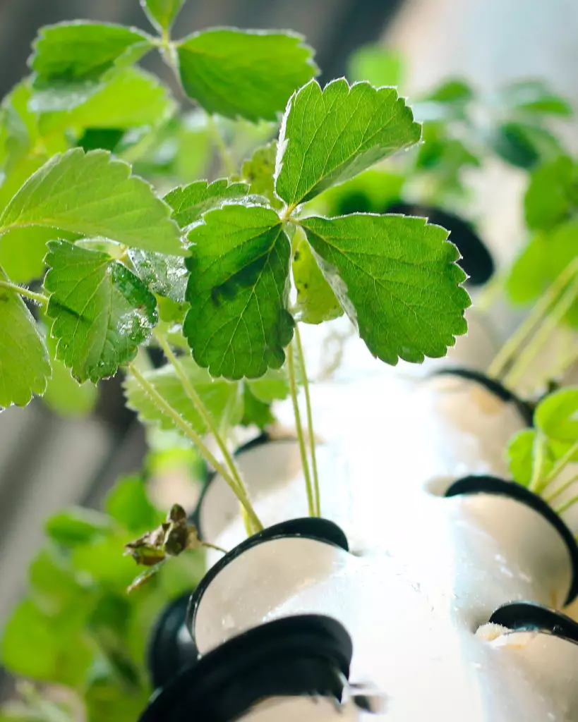 Looking up at small strawberry plant leaves growing in a vertical farm tower