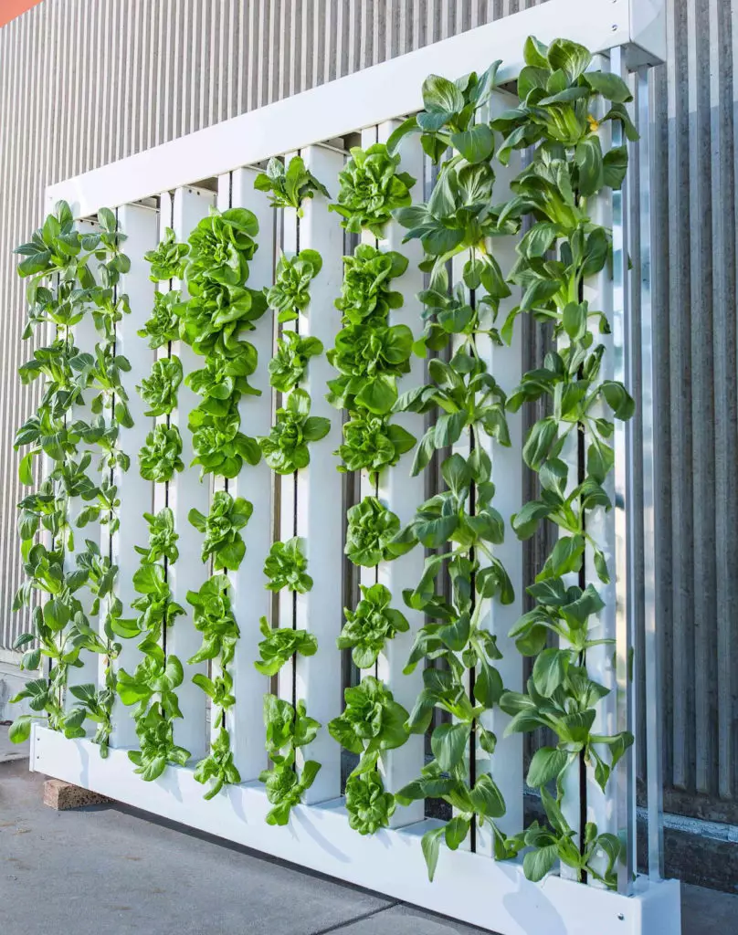 Square PVC pipes leaning against warehouse is vertical farming method. This one is growing lettuce.