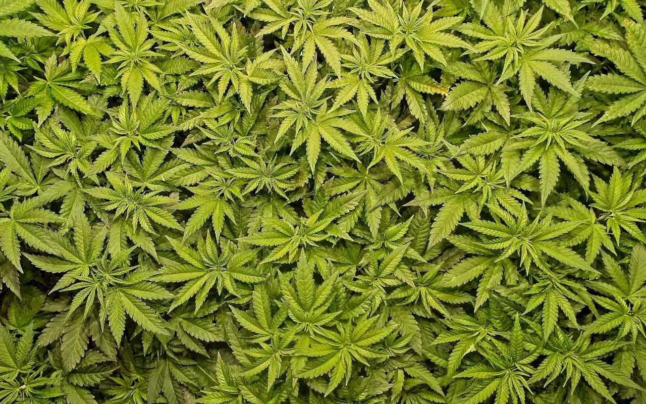 cannabis plants
