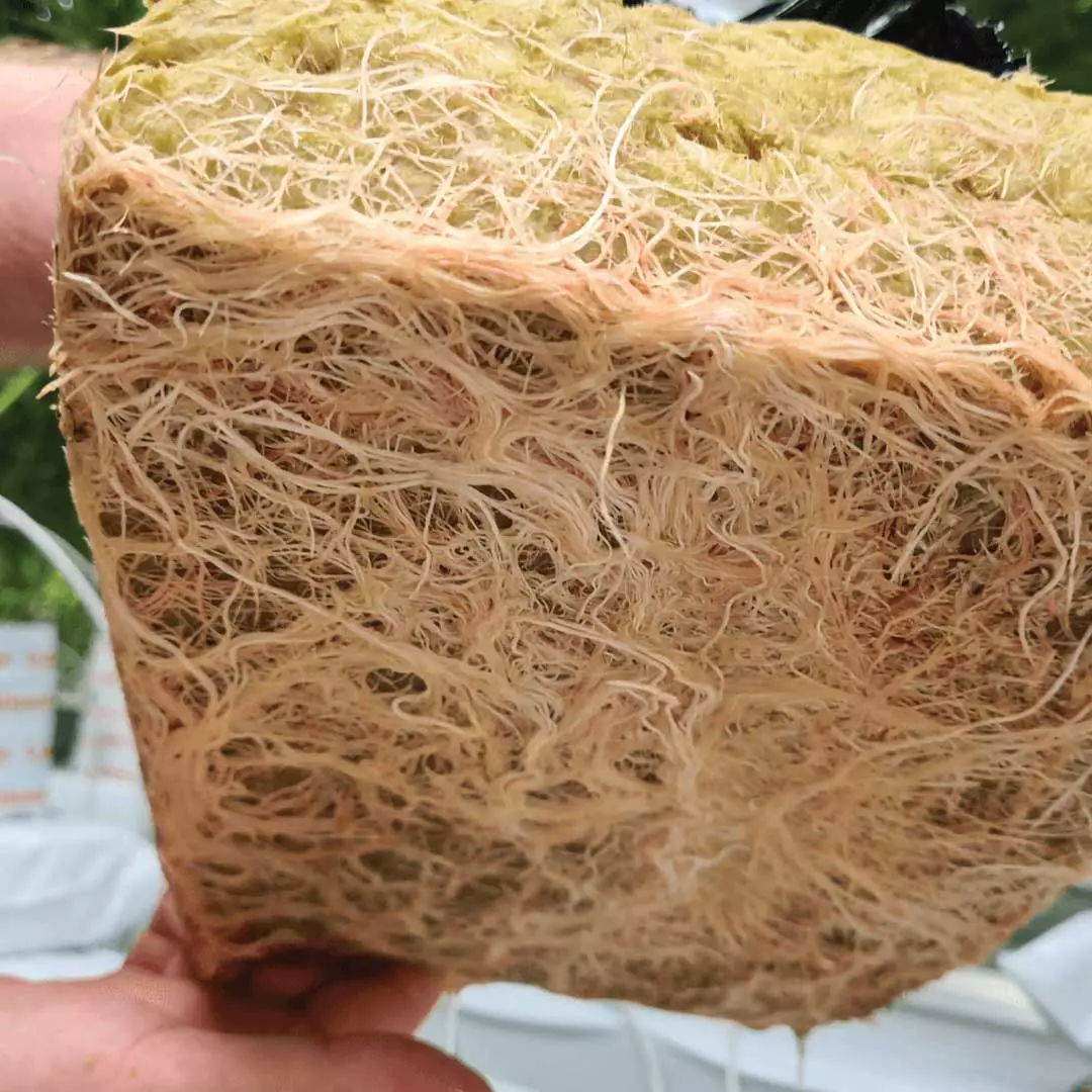 Rooted mini slab