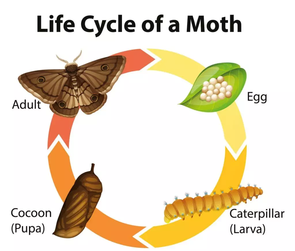 Azadiractin breaks up each part of the life cycle of plant eating pests. It also kills their eggs and poisons them when they eat the leaves.