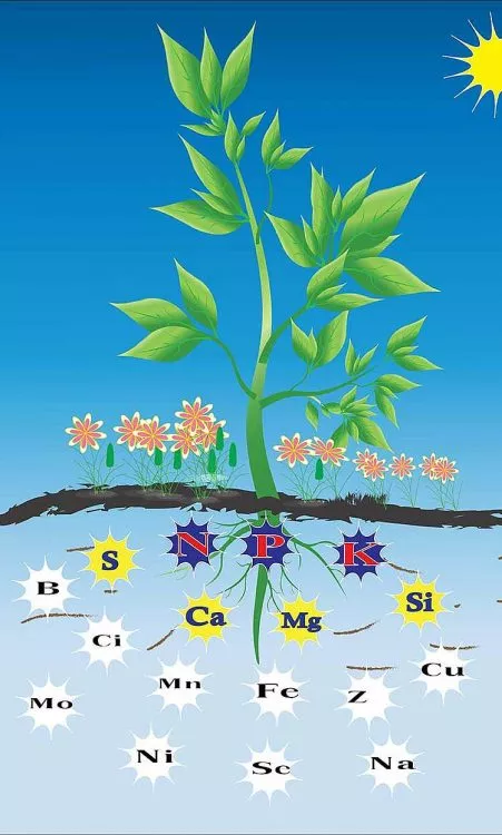 plant-elements-of-nutrients using nutrients