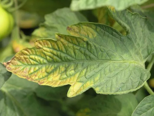 Potassium Deficiency in Plants